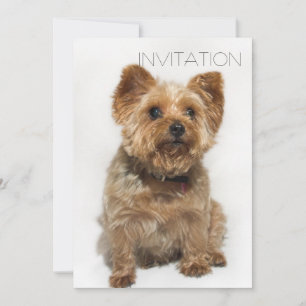 Cute Dog Invitation