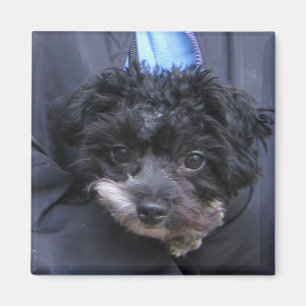cute DOG Magnet