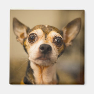 Cute Dog magnet 10