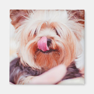 Cute Dog magnet 8