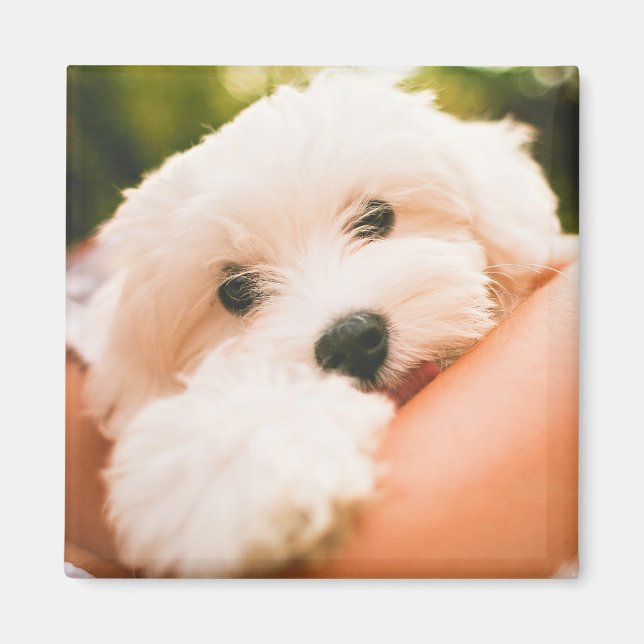 Cute Dog magnet 9 (Front)