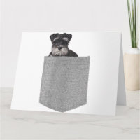 Cute Dog Miniature Schnauzer In Your Pocket dog 