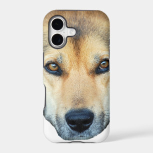 Cute dog on any colour background