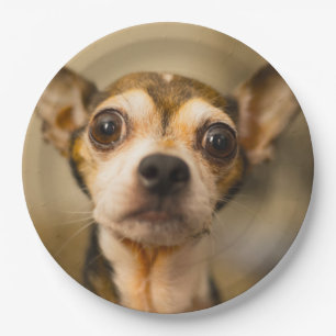 Cute Dog paper plates 10