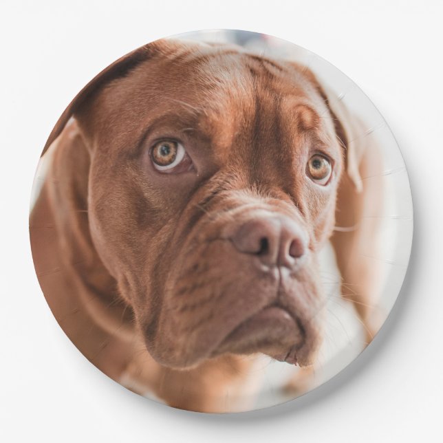 Cute Dog paper plates 6 (Front)