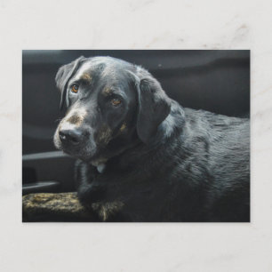 Cute Dog Pet Black Labrador Retriever Postcard