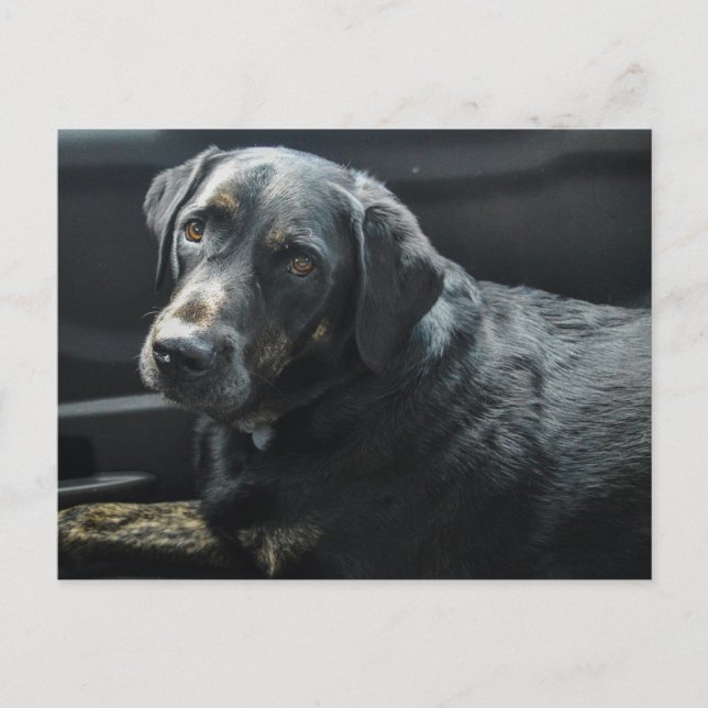 Cute Dog Pet Black Labrador Retriever  Postcard (Front)