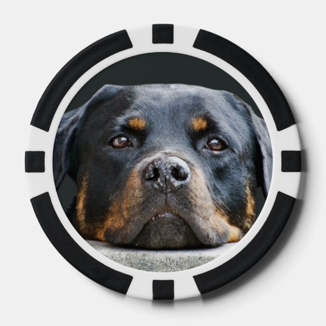 Cute Dog Photo  Poker Chips (Front)