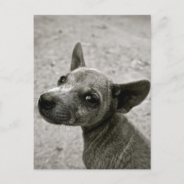 CUTE DOG PHOTOGRAPHY POSTCARDS (Front)