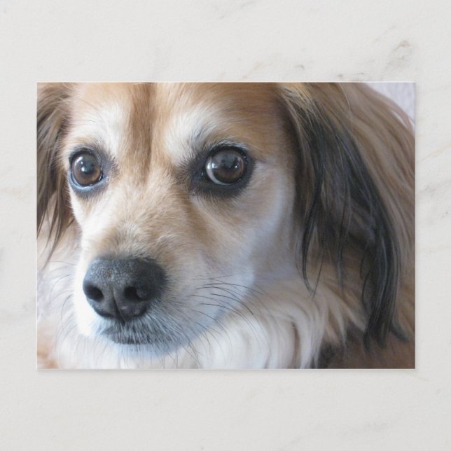 cute dog postcard (Front)