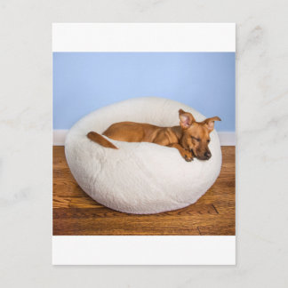 Cute dog postcard