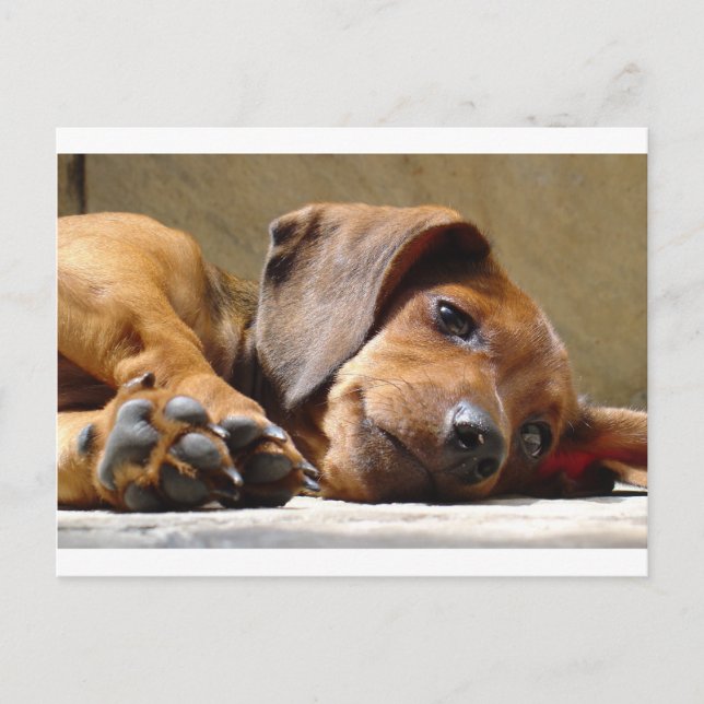 Cute dog postcard (Front)