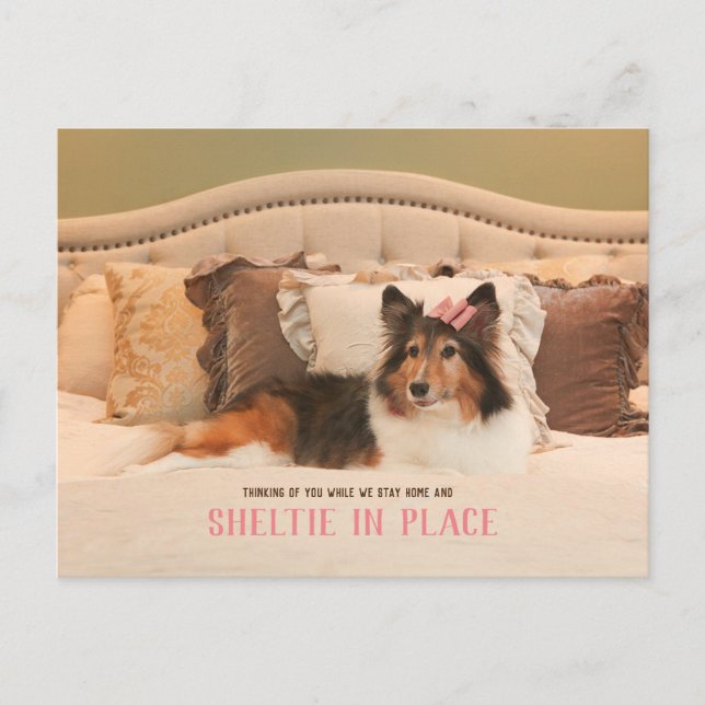 Cute Dog Shelter in Place | Sheltie Postcard (Front)