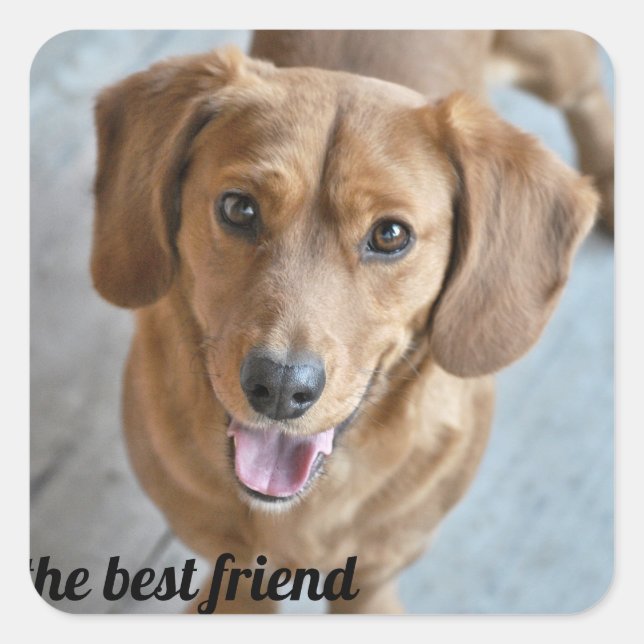 Cute Dog Square Sticker (Front)