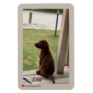 Cute Dog Surveying Backyard and Creek Magnet
