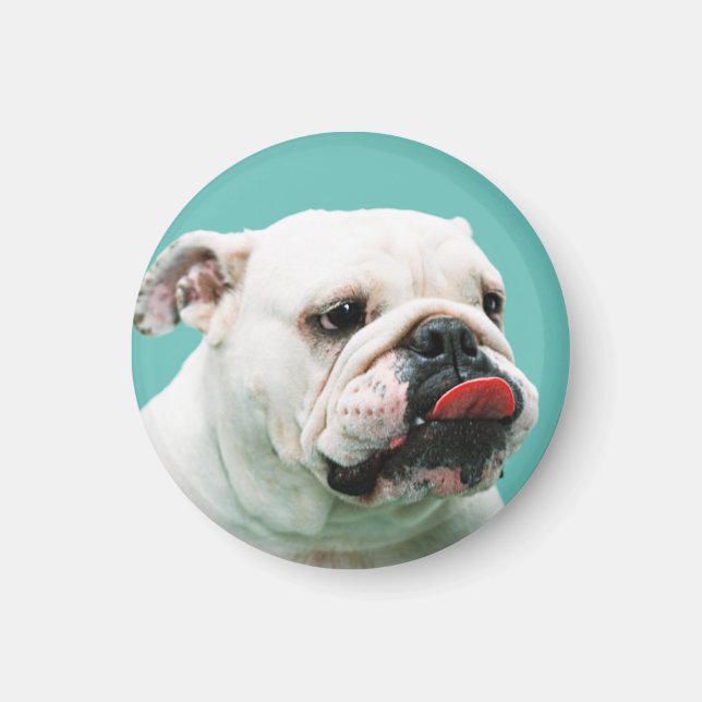 Cute dog white Bulldog Magnet (Front)