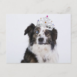 Cute Dog with a Crown Postcard