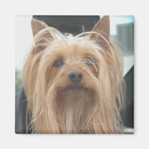 Cute Doggie Magnet