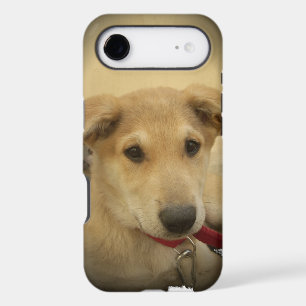 Cute Dogs and Puppies Mans second Best Friend.png