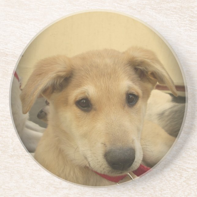 Cute Dogs and Puppies Mans second Best Friend.png Coaster (Front)
