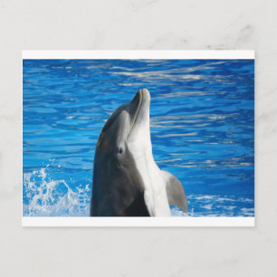 Cute Dolphin Beach Peace Love Party Destiny Invitation Postcard
