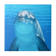 Cute Dolphin Marine Animal in Blue Sea