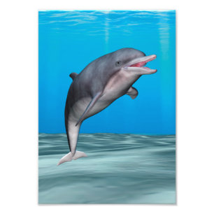 Cute Dolphin Photo Print