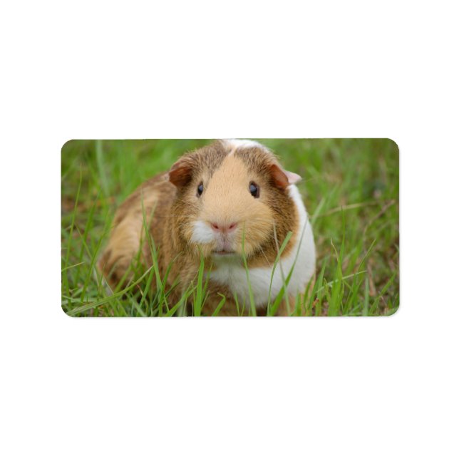 Cute Domestic Guinea Pig Label (Front)
