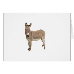 Cute Donkey Burro Photograph