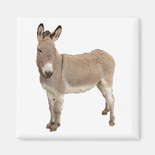 Cute Donkey Burro Photograph Magnet