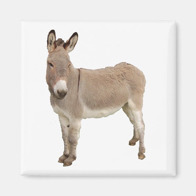 Cute Donkey Burro Photograph Magnet (Front)