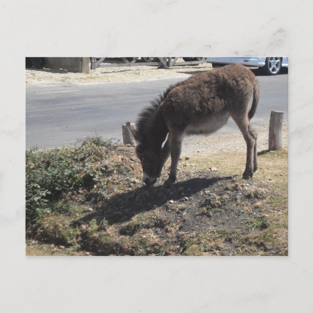 Cute Donkey Foal Postcard (Front)