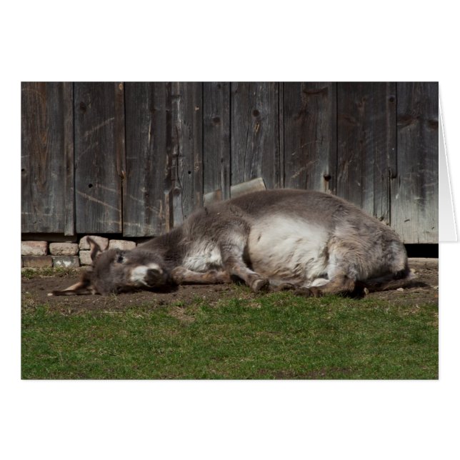 Cute Donkey Resting After A Sand Bath (Front Horizontal)