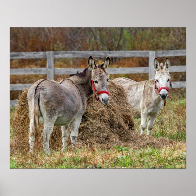 Cute Donkeys Poster (Front)