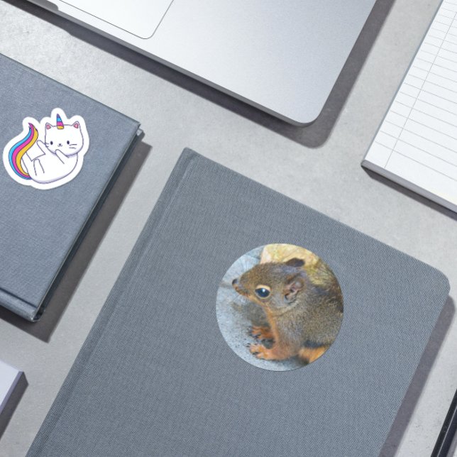 Cute Douglas Squirrel Nature Photo Classic Round Sticker (In Situ Book)