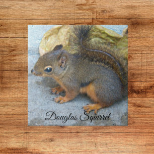 Cute Douglas Squirrel Nature Photo Tile