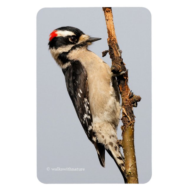 Cute Downy Woodpecker on Fruit Tree Magnet (Vertical)