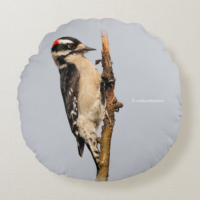 Cute Downy Woodpecker on Fruit Tree Round Cushion (Front)