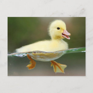 Cute Duck Chick Postcard