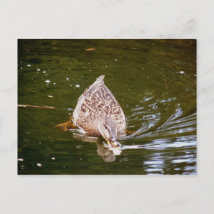 Cute Duck Feeding Postcard