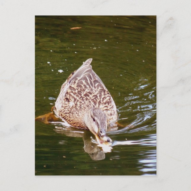 Cute Duck Feeding Postcard (Front)