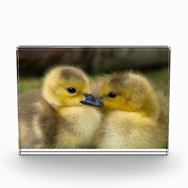 Cute ducklings photo (Front)