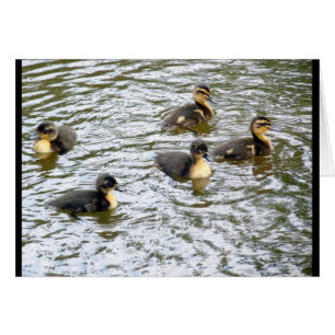 Cute Ducklings Swimming