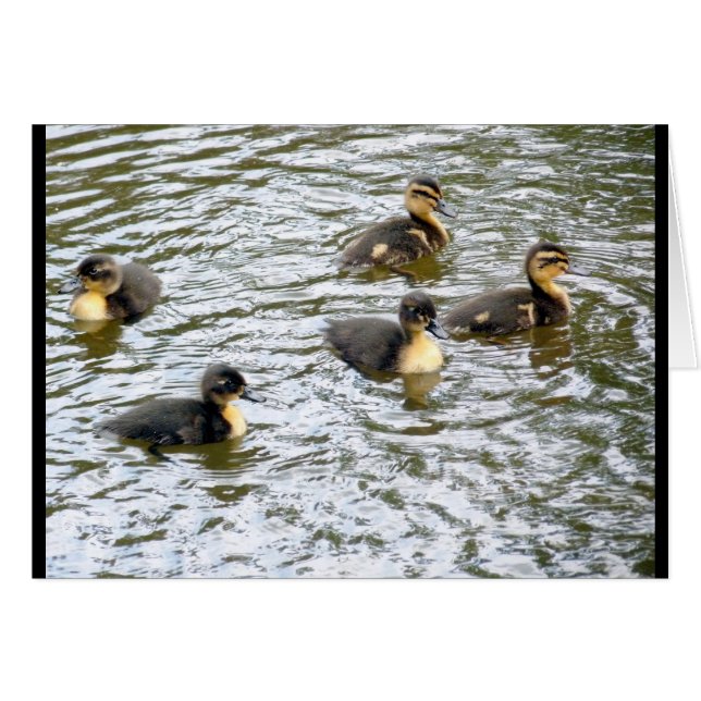 Cute Ducklings Swimming (Front Horizontal)