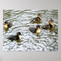 Cute Ducklings Swimming