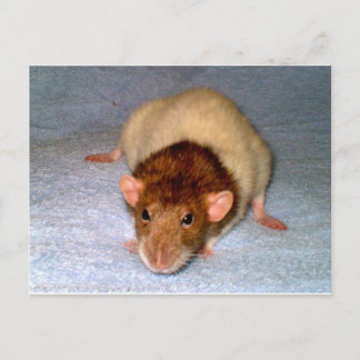 Cute Dumbo Rat Postcard