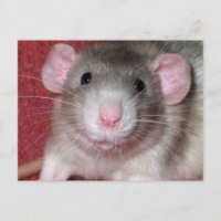 Cute Dumbo Rat