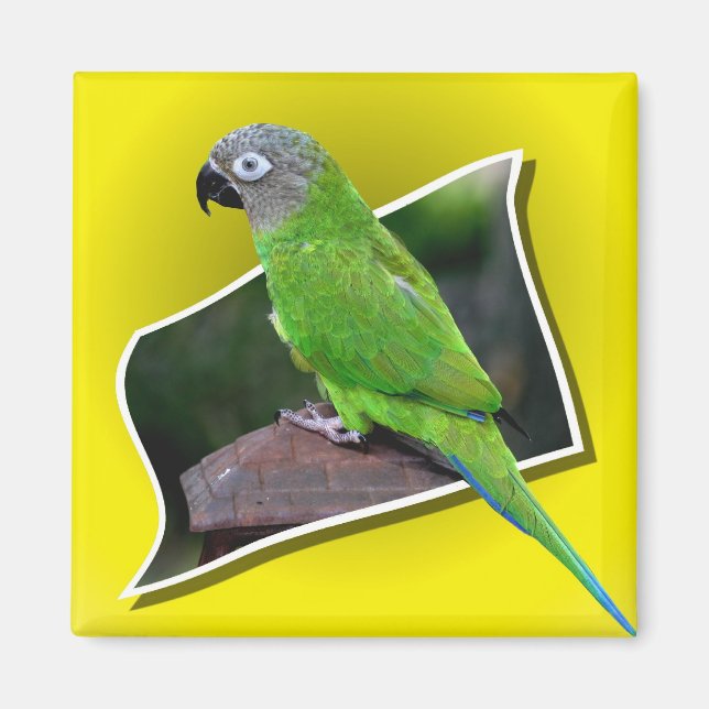 Cute Dusky Headed Conure Parrot Bird Magnet (Front)