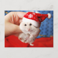 Cute dwarf hamster Tutku with Santa Claus hat