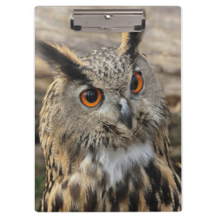 Cute eagle owl photography   clipboard